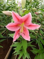 [4318 Red Eyes GA No02.JPG]